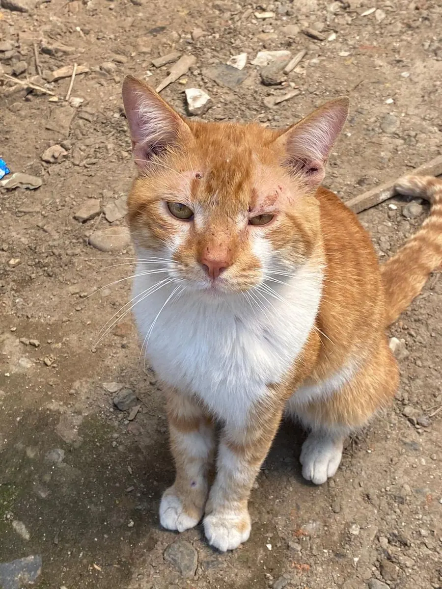 Sparky, gato naranja y blanco, sentado en el patio mirando a la cámara