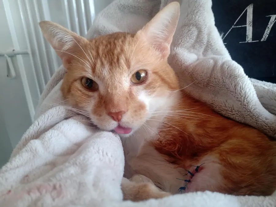 Sparky envuelto en una manta blanca, con la lengua fuera