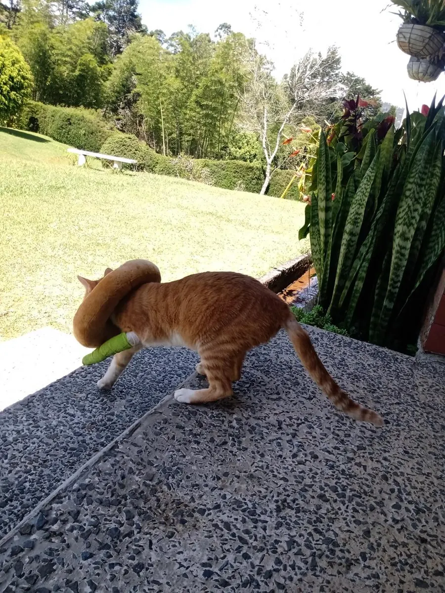 Sparky caminando por el jardín, de espaldas, sobre la grava