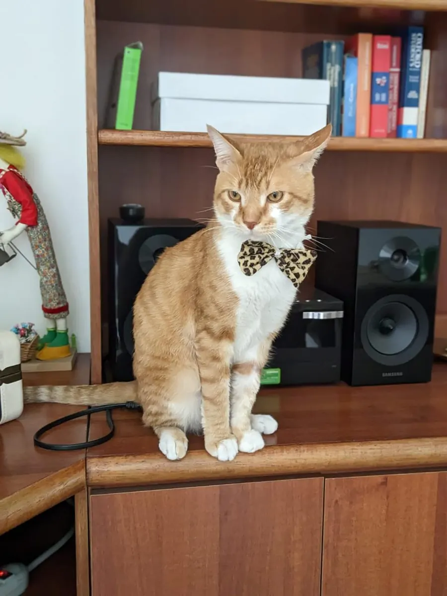 Sparky sentado en el mueble del salón, junto a los libros y el equipo de música