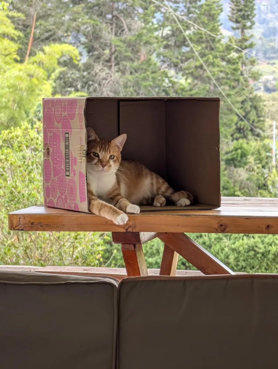 Sparky asomado desde una caja de cartón en el jardín